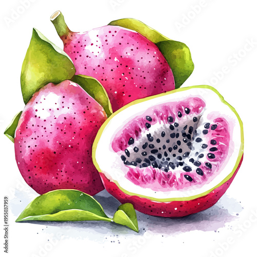 watercolor of Dragon Fruit illustration, isolated on a white background.