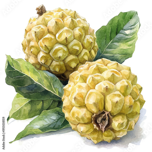 Custard Apple, watercolor with intricate brush textures and gentle highlights, isolated on a white background.