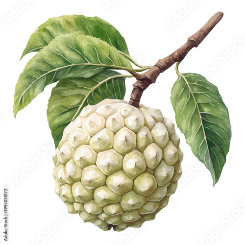 Custard Apple, refined watercolor illustration with luminous tones and soft layered brushwork, isolated on a white background.