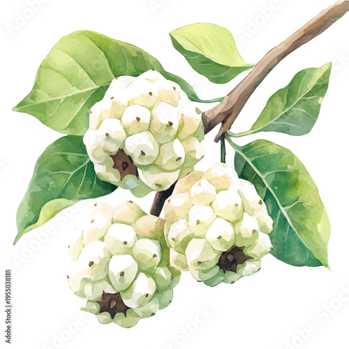Custard Apple, refined watercolor illustration with luminous tones and soft layered brushwork, isolated on a white background.