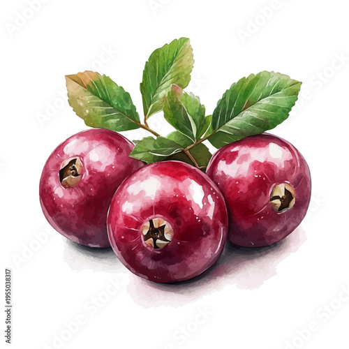 Cranberry, refined watercolor illustration with luminous tones and soft layered brushwork, isolated on a white background.