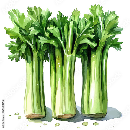 Celery, refined watercolor illustration with luminous tones and soft layered brushwork, isolated on a white background.