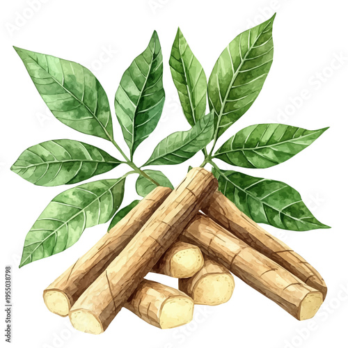 Cassava, illustration watercolor with playful splashes and delicate line details, isolated on a white background.