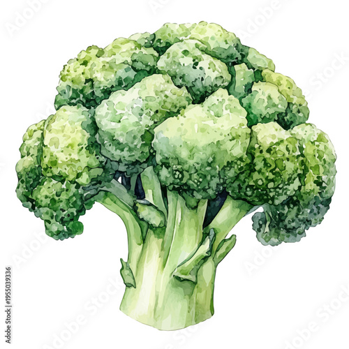 watercolor of Broccoli illustration, isolated on a white background.