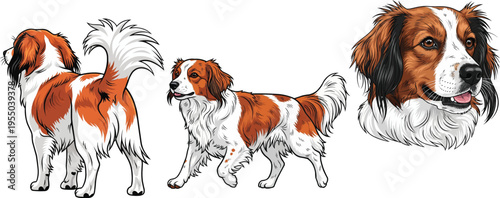 Kooikerhondje dog standing rear view walking headshot portrait pose set