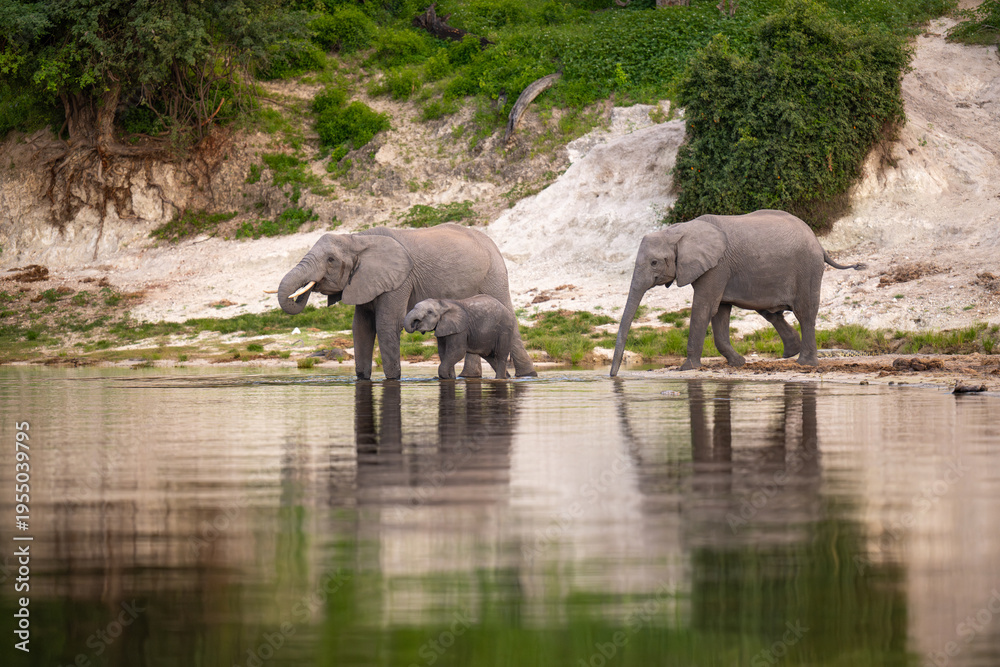 Fototapeta premium African bush elephants drinking from the Chobe River