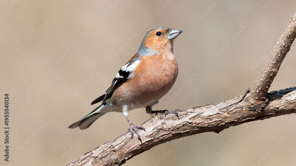Fototapeta premium robin red breast