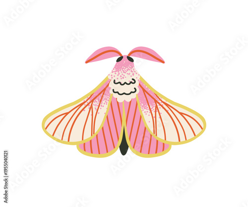 A colorful pink moth with large, brightly textured wings. Night insect hand drawn.