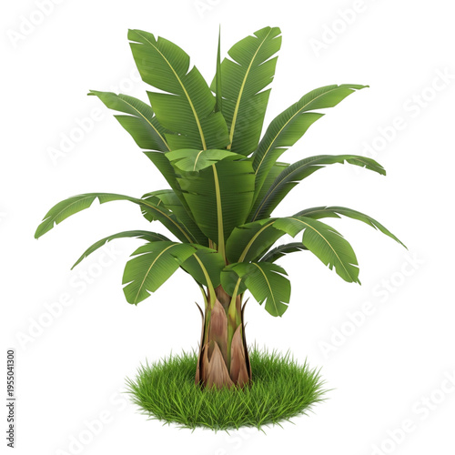 Banana plant isolated on white background