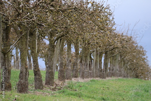 Konstfotografi grafted Espalier trees