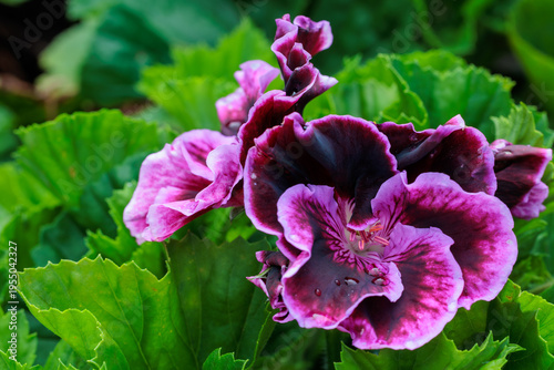 Close-up of Vibrant Purple and Pink Regal Pelargonium Flowers - Blooming Martha Washington Geranium in a Summer Garden