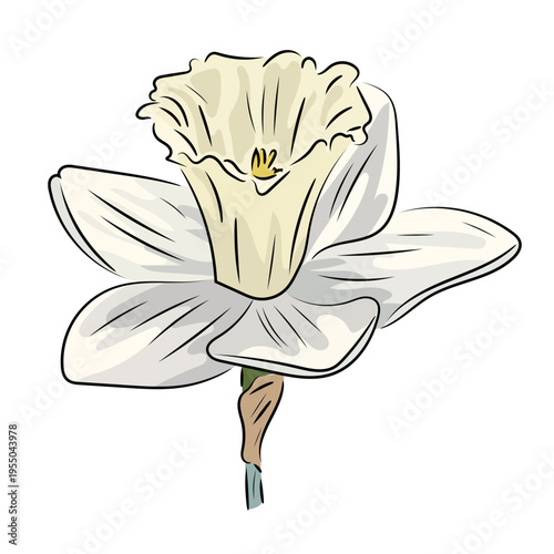 White narcissus, elegant spring bloom, flat vector illustration of daffodil flower with stem isolated on white background.