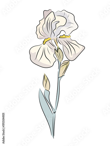 White iris. Elegant spring flower, flat vector illustration of garden iris with stem and leaves, isolated on white background.