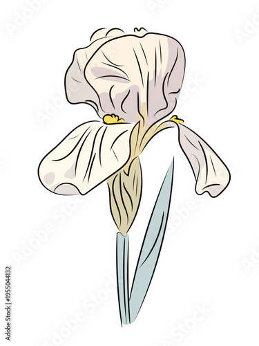 White iris. Elegant spring flower, flat vector illustration of garden iris with stem and leaves, isolated on white background.