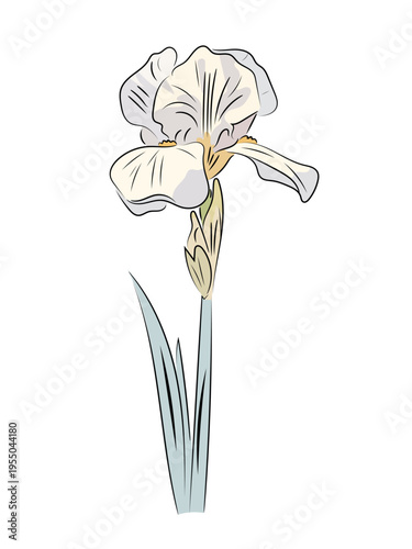 White iris. Elegant spring flower, flat vector illustration of garden iris with stem and leaves, isolated on white background.