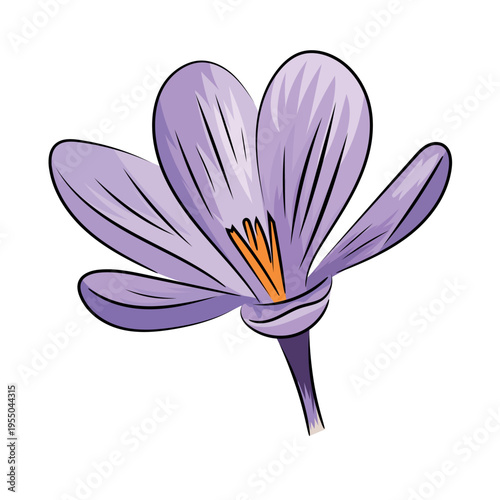Purple crocus, spring blooming crocus saffron, flat vector botanical illustration isolated on white background.