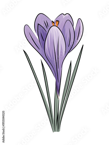 Purple crocus, spring blooming crocus saffron, flat vector botanical illustration isolated on white background.