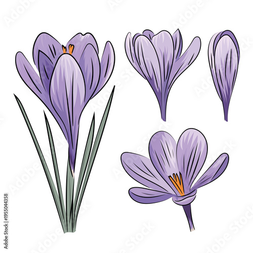 Purple crocus, spring blooming crocus saffron, flat vector botanical illustration isolated on white background.