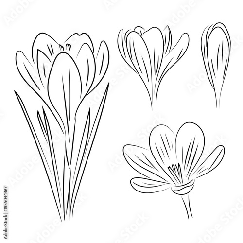 Purple crocus, spring blooming crocus saffron, flat vector botanical illustration isolated on white background.