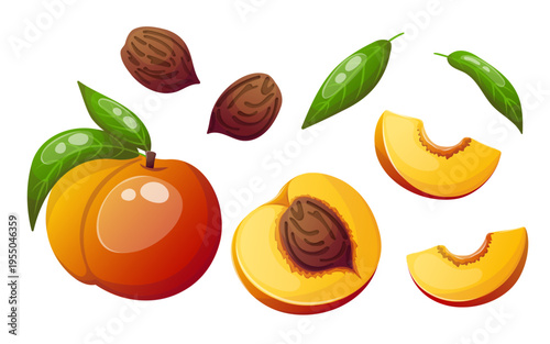 Vector image of peach with slices, leaves and pits