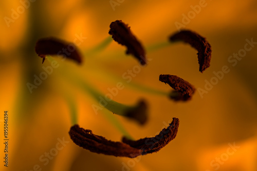 A macro photograph of stamens – the male structures that produce pollen – inside a lily, where, set against a very blurred background, they resemble a smiling face.
