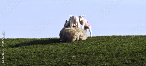 Niedliche Lämmer klettern auf Mutter herum