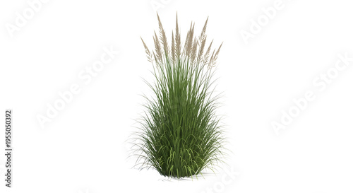 A tuft of green grass with long blades and brown seed heads stands alone