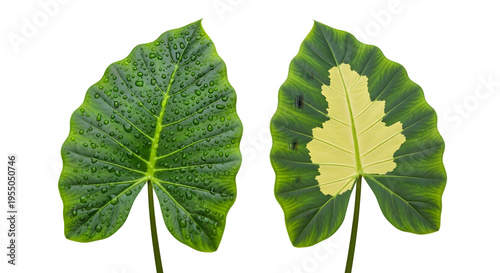 Two large green leaves with yellow variegation on transparent background