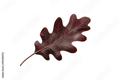 Oak leaf showing fall colors, burgundy brown foliage texture with visible veins, transparent background
