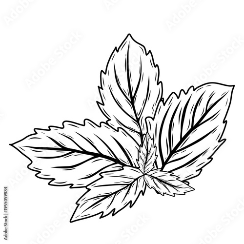 Hand-drawn line art vector of mint or rosemary leaves on white background. Minimalist black outline icon for herbal tea, cosmetics, food packaging and medical branding.