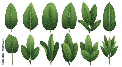 Educational Set of Ten Green Leaves Variety with Stems on Plain Background