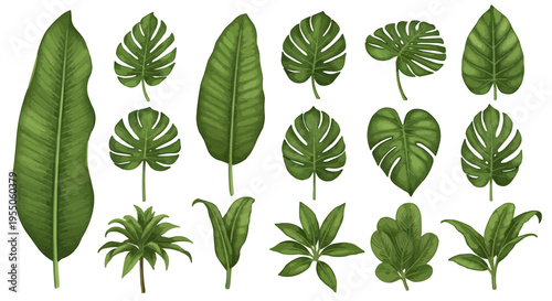 Diverse green leaves arranged in rows showcasing varied shapes and vein patterns