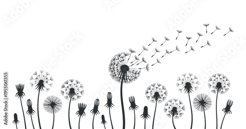 Dandelion seeds blowing in the wind graphic illustration black and white vector art