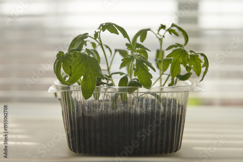 A clear plastic container with tomato seedlings on an apartment windowsill before transplanting. Seedling method for harvesting.