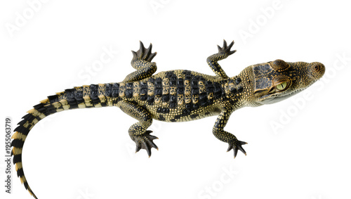 Canvastavla Isolated young Spectacled Caiman, detailed scales, full body, looking right, top