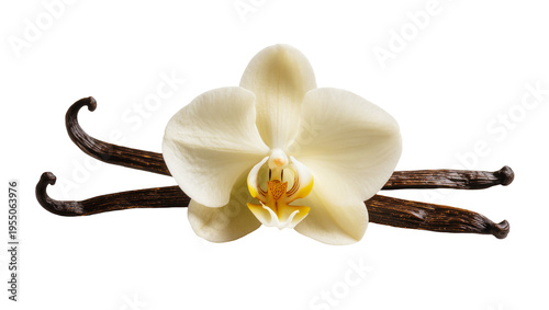Isolated beautiful fresh vanilla orchid flower with several dried dark brown fragrant pods