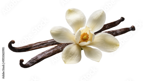 Canvastavla Isolated vanilla flower with fragrant pods, aromatic spice ingredient for sweet