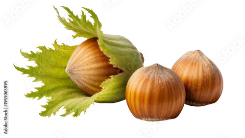 Fotografija Isolated fresh hazelnuts with a green leafy husk and two shelled nuts, natural o