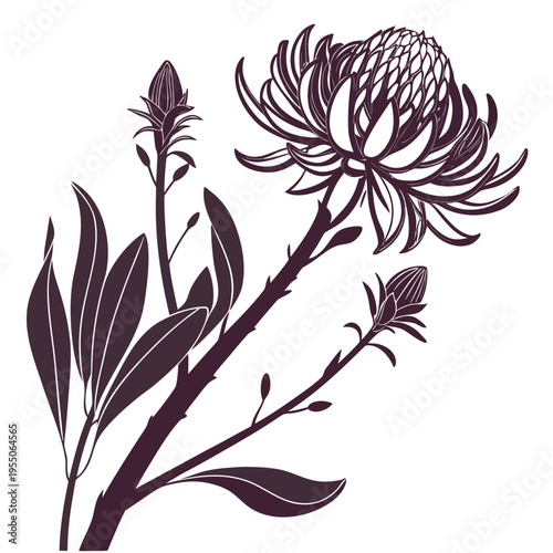 torch ginger silhouette on white background