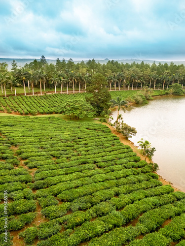 Aerial drone view of lush green tea fields at Bois Cheri Tea Plantation on the island of Mauritius