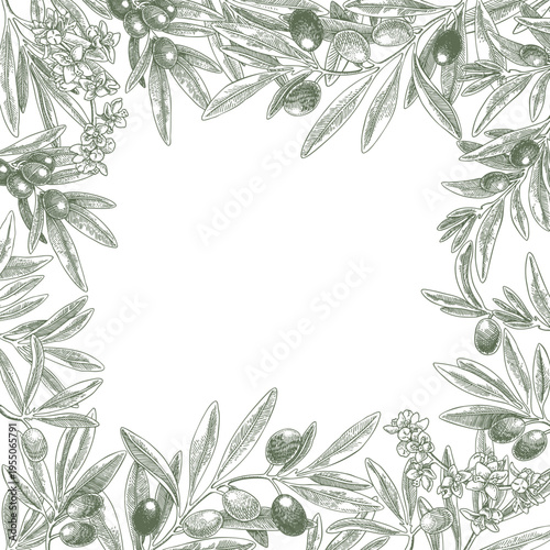 Drawing olives branch flowers square frame vector green. Hand drawn floral illustration olive fruit, tree branches, leaves. Isolated background. Drawings food edible foliage. Menu card wrapping decor