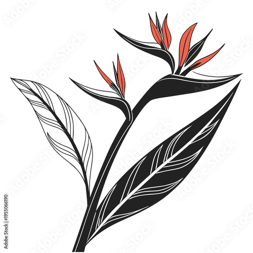 heliconia silhouette on white background