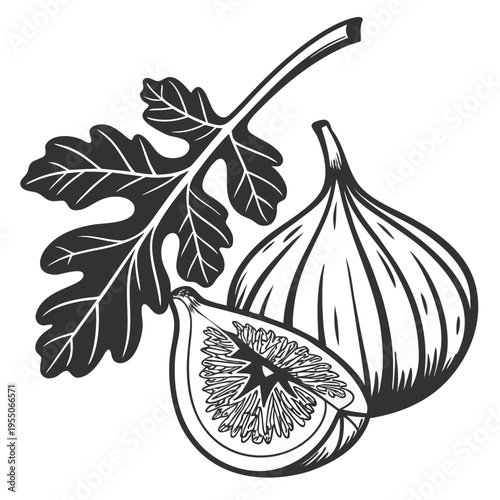 fig silhouette on white background