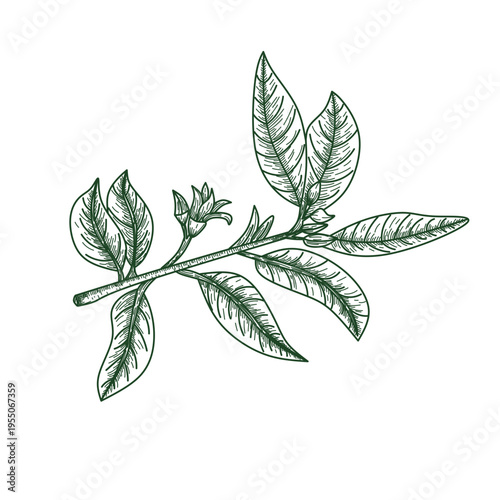 Vintage Hand-Drawn Citrus Tree Branch with Leaves and Buds