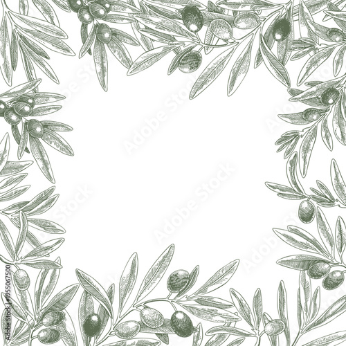 Drawing olives branch leaf green square frame vector. Hand drawn floral illustration olive fruit, tree branches, leaves. Isolated background. Drawings food edible foliage. Menu card wrapping decor.
