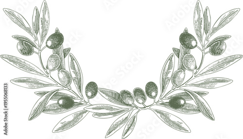 Drawing olives fruits branch arrangemets vector green. Hand drawn floral illustration olive fruit tree branches leaves isolated background. Edible foliage. Drawings food. Menu wrapping card gift decor