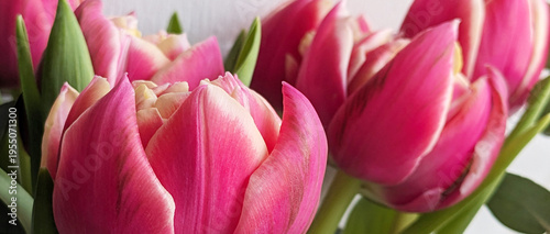 Panoramic image of beautiful tulips