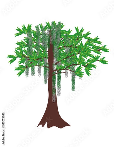 Bald Cypress with Spanish Moss