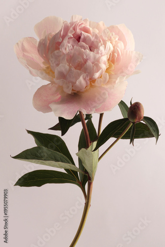 Wallpaper Mural Close-up cream beige pink Peony Flower Bud petal on gray. Natural neutral background. Torontodigital.ca