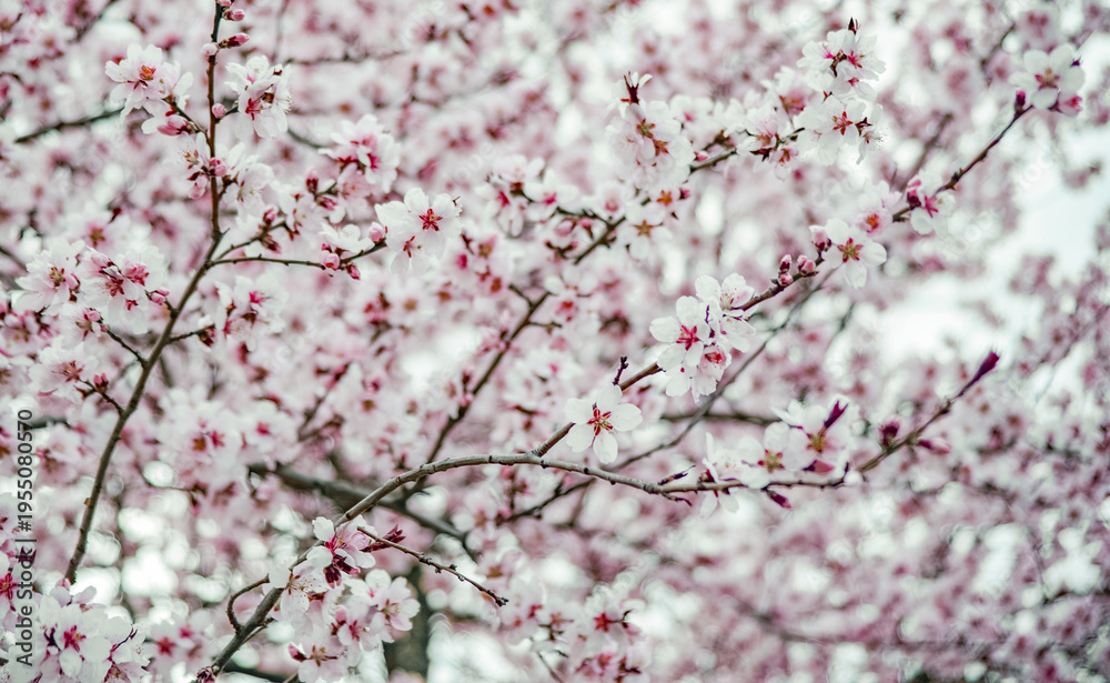 Obraz premium Spring flower blossom abstract background 
